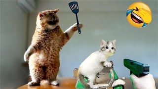 Funniest Animals 2023 😃 Funniest Cats and Dogs 😺🐶