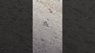 Lynx chases wolf in Himalayas India #wildlife #nature #animals