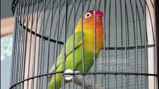 kicau moli moli 001 lovebird durasi