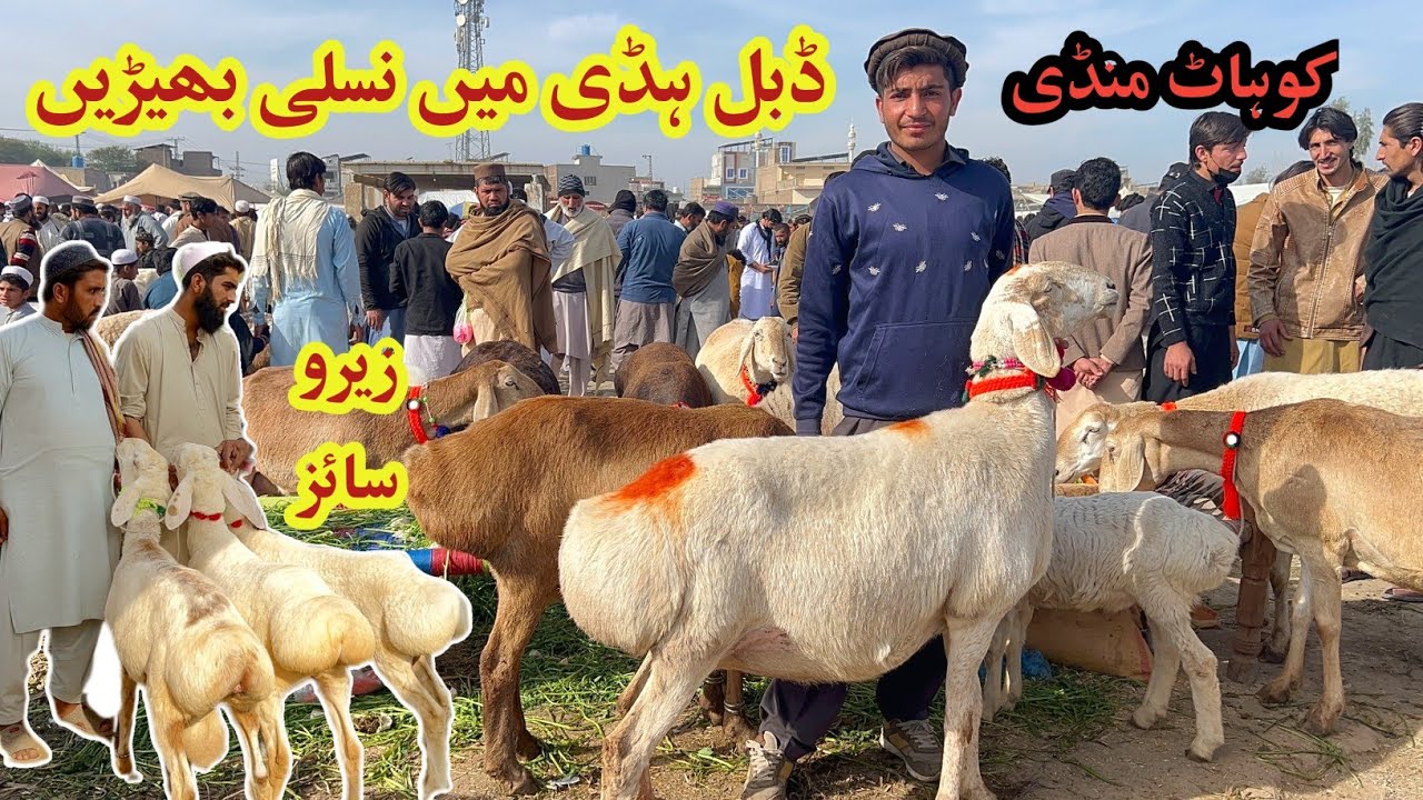 Kohat Biggest Zero Size Dumba Mandi- Pakistan Ki Shan Kohat Mandi February 8, 2026