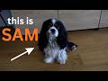 the responsibility of having a dog