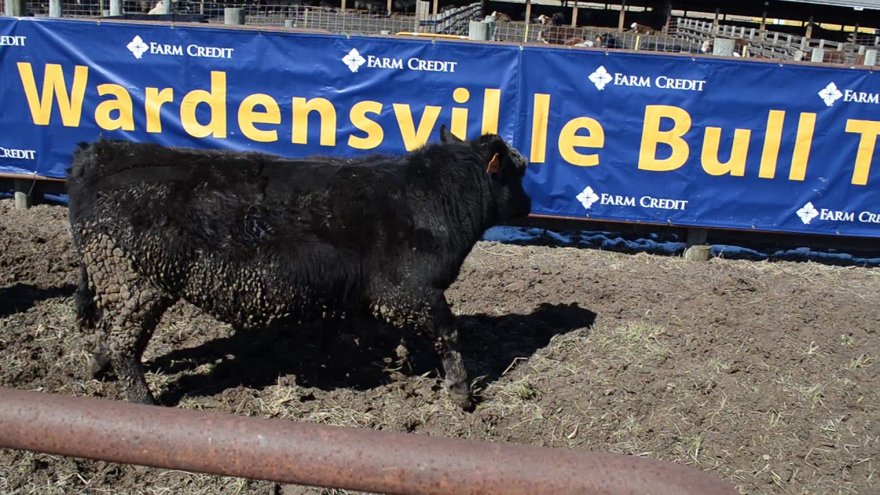 2019 Wardensville Bull Test Tag 235 YouTube
