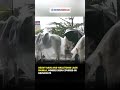 Heavy Rain and Hailstorm Lash Shimla, Horses Seen Covered in Raincoats