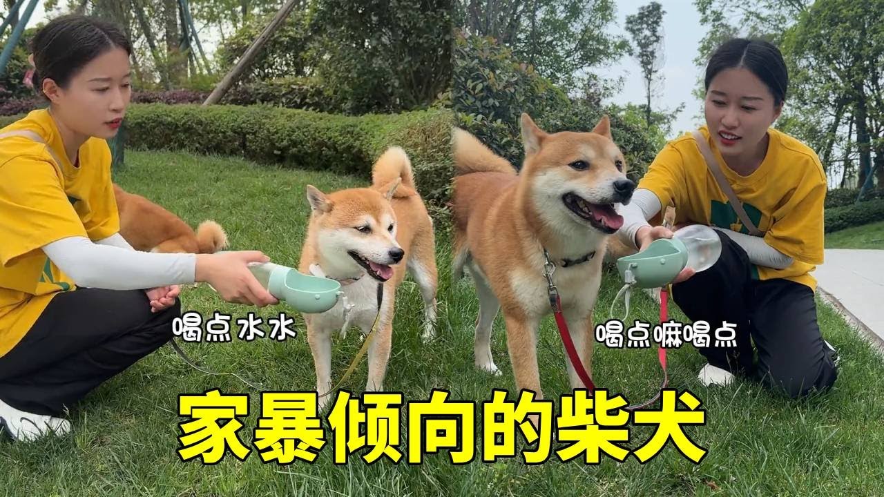 上门遛两种犟种柴犬,这柴犬果然纯正,浑身透露着八嘎的气息!#柴犬#萌宠 #萌宠日常记录 #铲屎官的乐趣 - YouTube