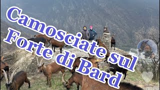 Az.ag.claudia Bosonin Alleva Capre Razza Camosciata Bard (Ao)