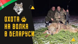 видео: Охота на волка! Волк на Вабу! картинка: Охота на волка! Волк на Вабу!