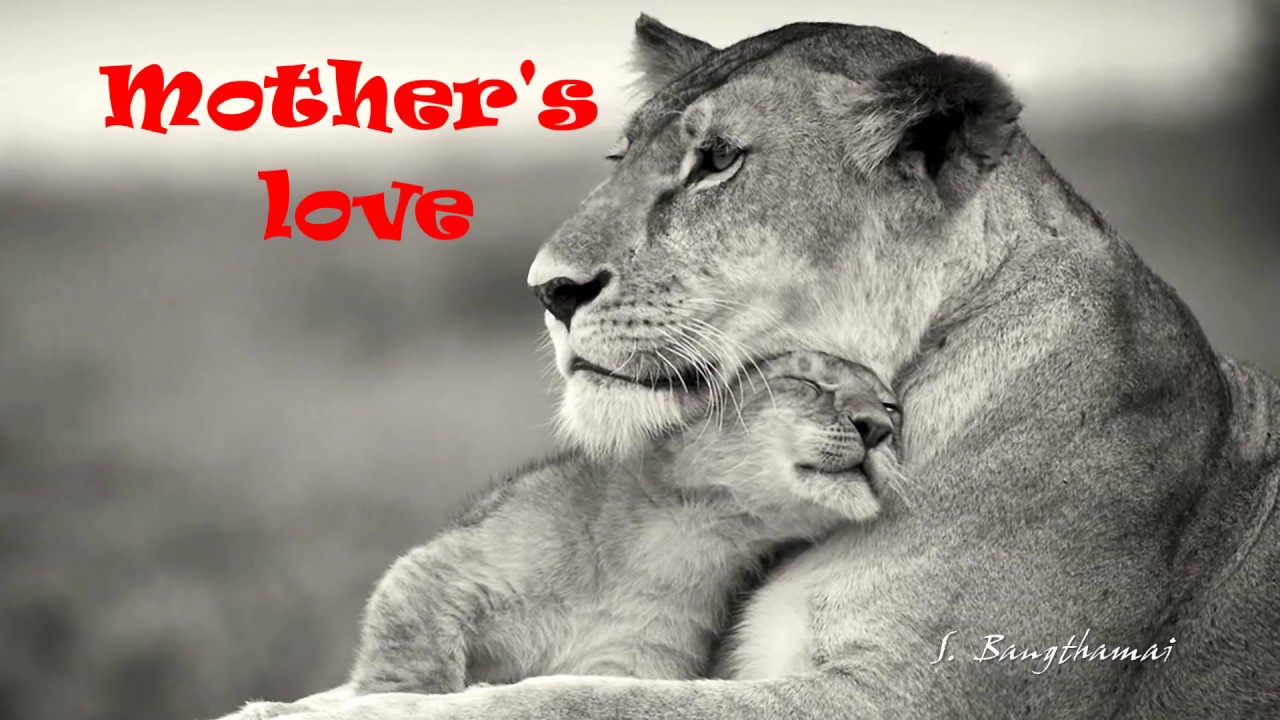 Mother's love to animals (HD1080p) - YouTube