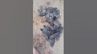 SUARA BURUNG MANDAR BATU RUAK RUAK SINTAR BEKER COCOK UNTUK MENURUNKAN BURUAN