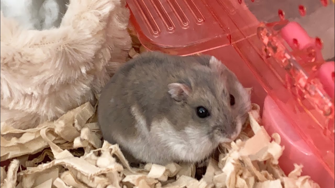 登れなかったことをごまかすハムスター Youtube