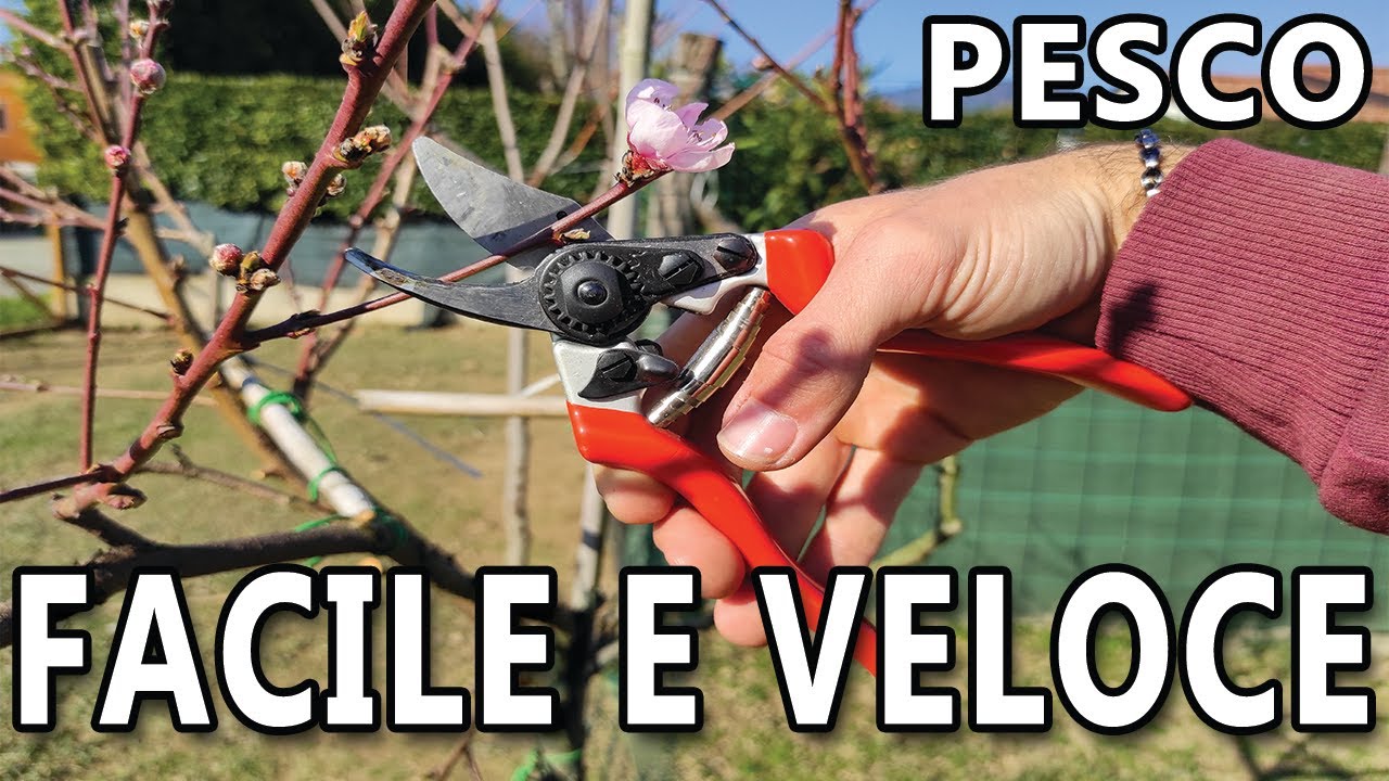 COME POTARE IL PESCO