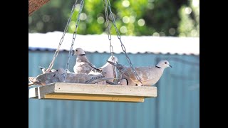 Cape turtle doves at Haumoana, New Zealand