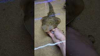 Ikan gitar hidung bening!