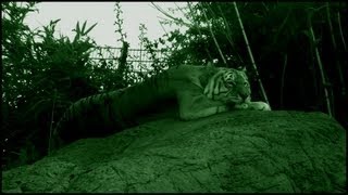 Siberian Tiger At Night Panthera Tigris Altaica