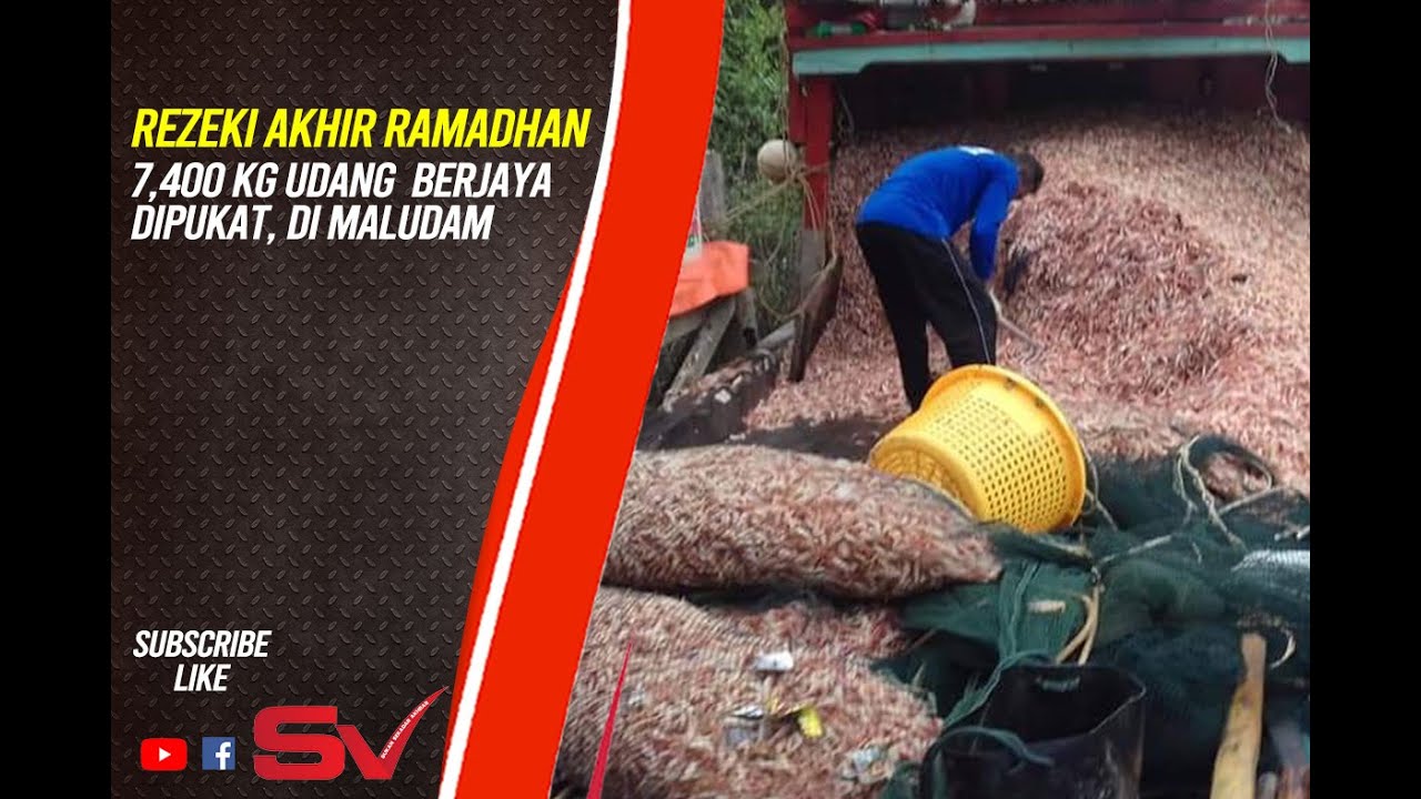 Lima sekawan di Maludam berjaya memukat 7,400 Kg udang (payak) di perairan Kabong, Sabtu 16/05/2020.