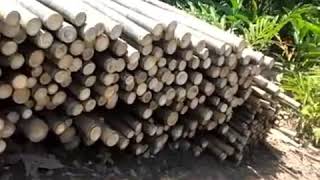 08386988879. Jual bambu