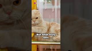 Scottish Fold Cats||How to bond with a Scottish fold cat||How to groom a Scottish Fold Cat with Ease