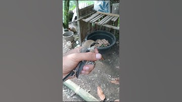 Inilah yang terjadi burung cendet jinak dilepaskan #shorts #shortvideo #cendet #birds