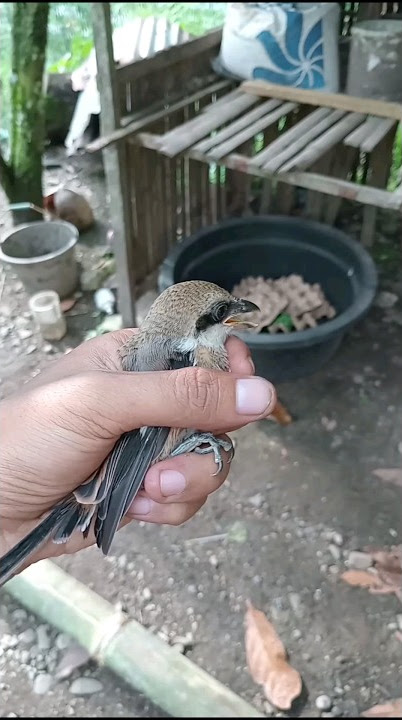 Inilah yang terjadi burung cendet jinak dilepaskan #shorts #shortvideo #cendet #birds