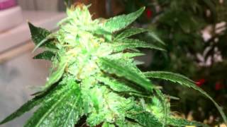 GROW & TELL- June 26-2015  Star Stomper OG