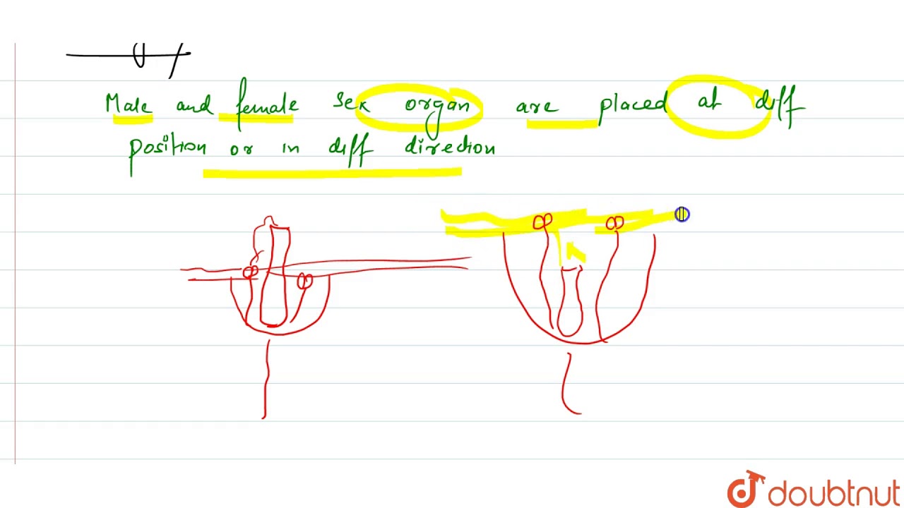 List three strategies that a bisexual chasmogamous flower can evolve