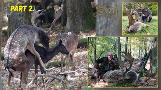 Fallow deer hunting in Slovakia - Velaty 2021.- Part 2 - Jagd auf Damwild in der Slowakei