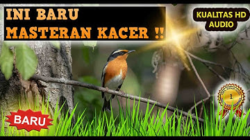 Ini Dia‼️ Masteran Burung Kacer Mewah Full Isian Sehutan #masterankacer