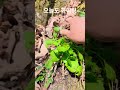꽃피네요 #돌집자연인