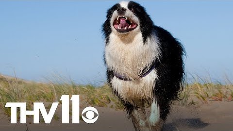 Why does your pet get the zoomies?