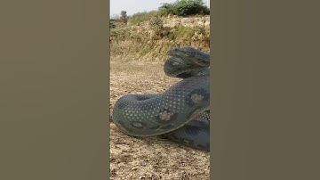 Big Python Chasing #anaconda #shorts #anacondasnake #bigsnake #ytshorts #python #tbfilms