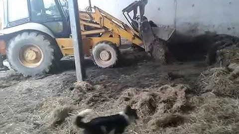 Fillin dung with Jcb