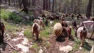 Shepherd goats plateau life 🌿 Keçi sürüsü ormanda merada 🌿🐕🐐🌿 @organikhalepkeçiçifliği 