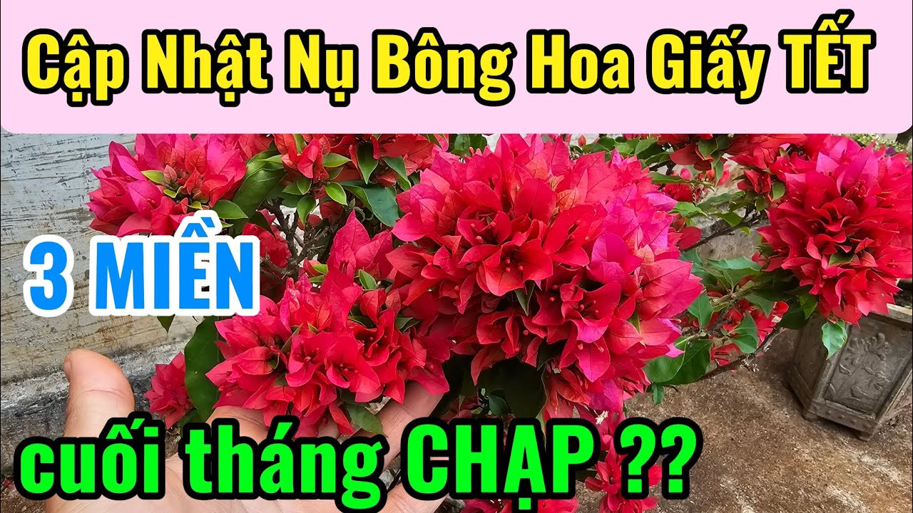 Hãy Chăm Sóc đúng cách Hoa Giấy sát TẾT ???