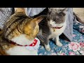 新入り子猫と先住猫の相性はどう⁉️How does the new kitten get along with the resident cat?
