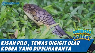 Kisah Pilu Pria Asal Trenggalek, Tewas Digigit Ular King Kobra yang Telah Dipelihara Selama 5 Tahun