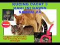 KUCING KAWIN.KUCING CACAT 3 KAKI INI KAWIN SAMPAI DUA KALI BERTURUT TURUT