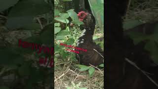 #polisianak #anaknakal #anakmainhp #frankvideo #anaknangis #videoviral #fypp #bismillah