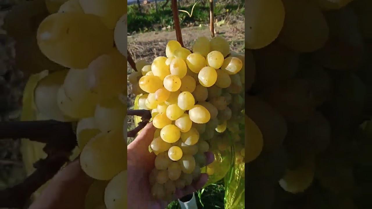 Struguri K. Moldavschi, Landăș, K. Lucistîi, Tacasumi, Arcadia, anul 3 de la  plantare