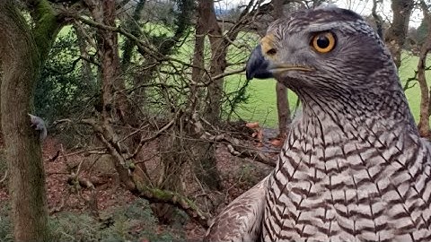 First Steps To Owning A Bird Of Prey And Becoming A Falconer