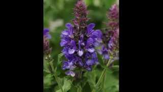 Blue Marvel Salvia: Biggest Blooms
