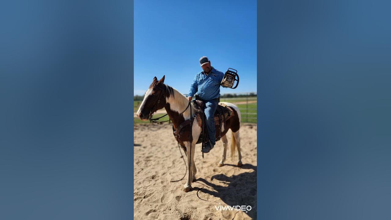 Hip 53 CHEROKEE offered at 26th Annual Horse Sale, Hagansport, TX