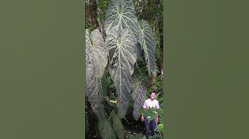 Biggest Anthurium in the World? #houseplants #rareplants #anthurium