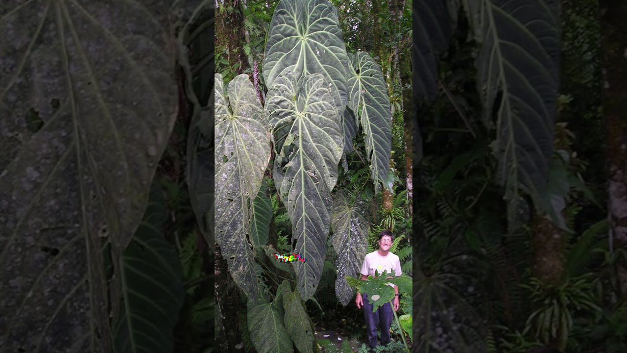Biggest Anthurium in the World? #houseplants #rareplants #anthurium -  YouTube