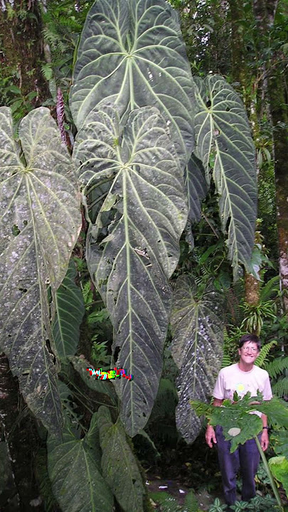 Biggest Anthurium in the World? #houseplants #rareplants #anthurium