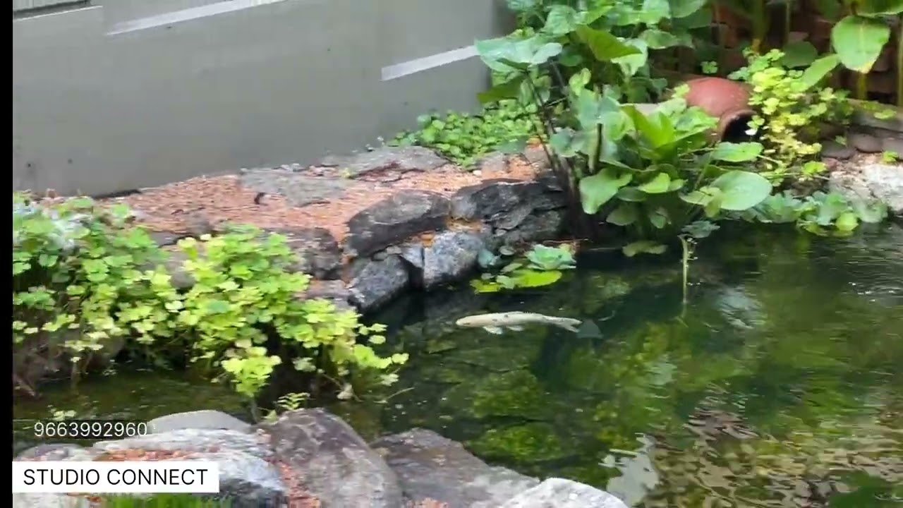 Natural Koi Fish Pond Kerala Kerala Gardens YouTube Natural Koi Fish Pond Kerala Kerala Gardens YouTube