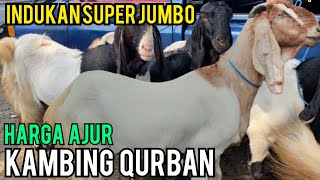 Induk Jumbo, Harga kambing Hari ini, Pasar Kambing Wlingi Blitar