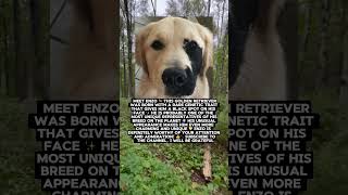 Beautiful golden retriever #shorts #history #facts