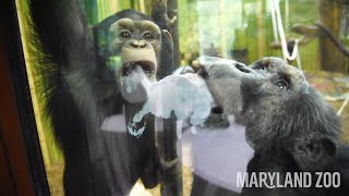 Baby Chimp Maisies 3rd Birthday Party