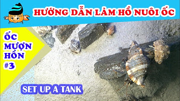 Ốc mượn hồn #3 - Làm hồ nuôi ốc mượn hồn (Hermit crab #3 - How to set up a tank?)