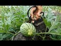 农村种植西瓜，为了追求产量，一般都会这样做