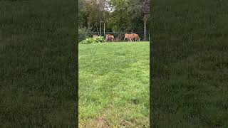 IMG 4862